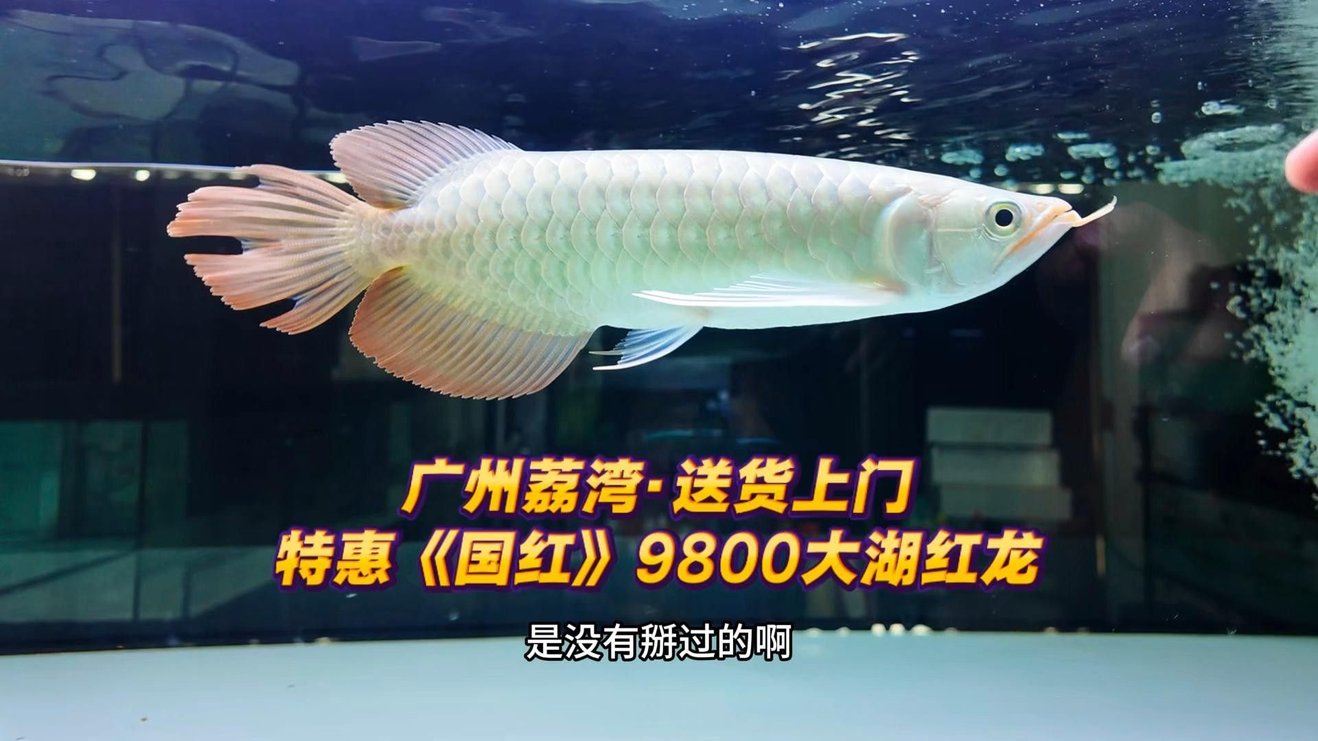 金龍魚和紅龍魚雜交是否受法律處罰？（金龍魚和紅龍魚雜交是否受法律處罰金龍魚和紅龍魚雜交是否受法律處罰）