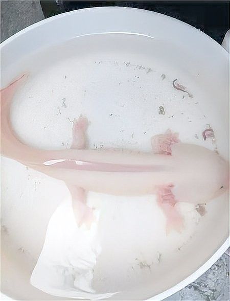 四角龍魚在全球的分布范圍（四角龍魚分布范圍主要限于南美洲的亞馬遜河流域及其周邊地區）