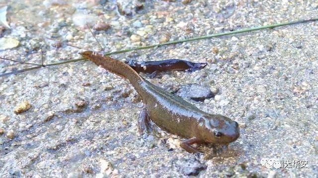 四角龍魚在全球的分布范圍（四角龍魚分布范圍主要限于南美洲的亞馬遜河流域及其周邊地區）
