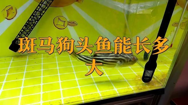 斑馬狗頭混養需要多大的魚缸？（斑馬狗頭混養需要多大的魚缸和飼養技巧與注意事項詳解）