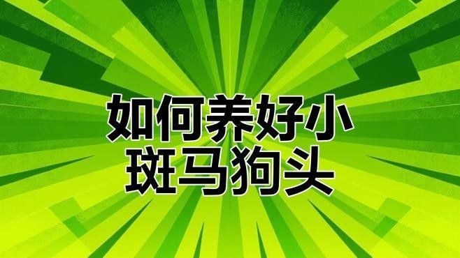 斑馬狗頭混養需要多大的魚缸？（斑馬狗頭混養需要多大的魚缸和飼養技巧與注意事項詳解）