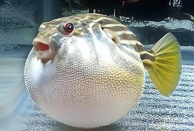 斑馬狗頭混養需要多大的魚缸？（斑馬狗頭混養需要多大的魚缸和飼養技巧與注意事項詳解）