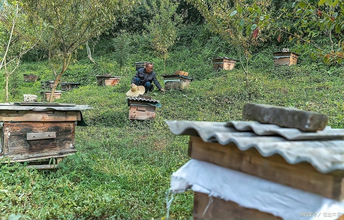 動態誘餌策略具體如何操作（動態誘餌策略有哪些動態誘餌策略有哪些成功案例）