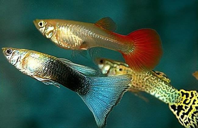 龍魚爛鰭爛尾會自愈嗎？（龍魚爛鰭、爛身是什么原因、怎么解決）