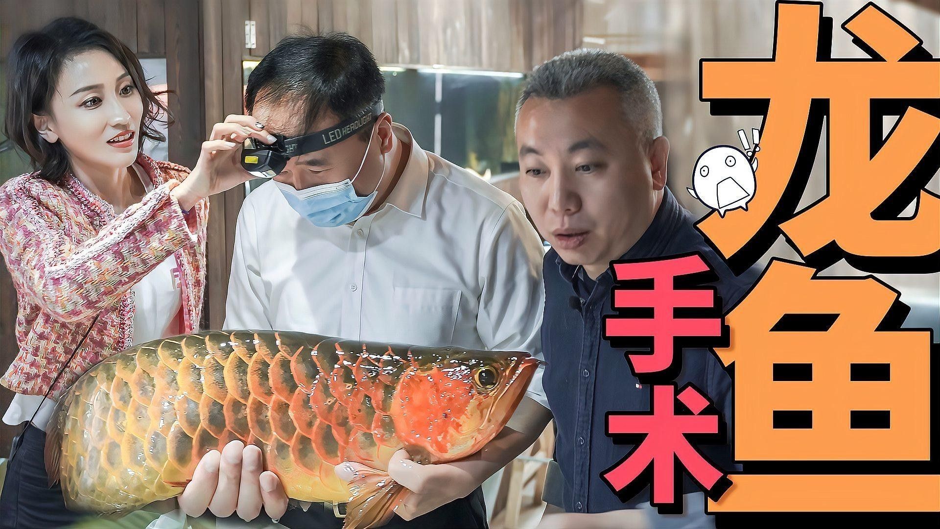 圖騰龍魚有哪些常見疾病（圖騰龍魚常見疾病及防治方法）