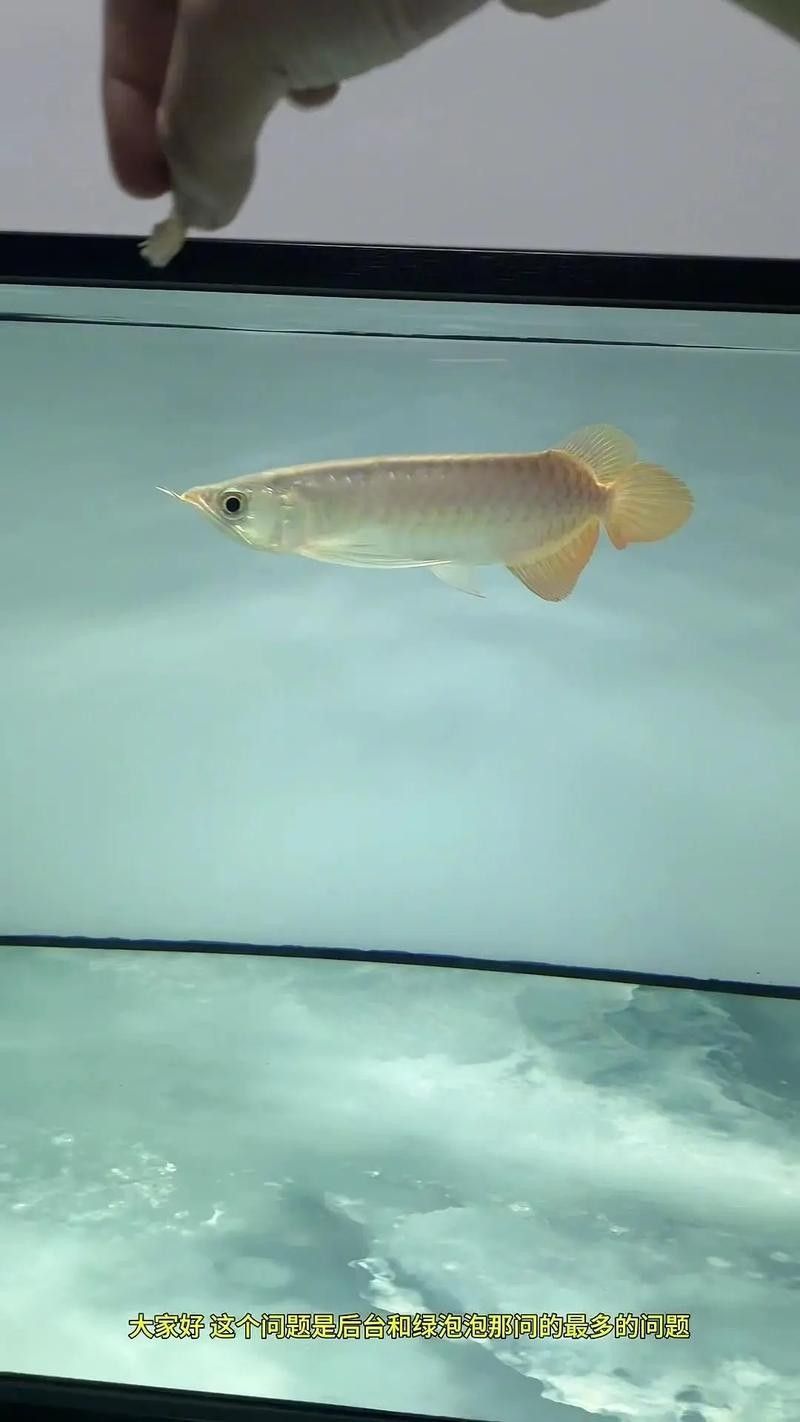 巴馬金龍魚（“巴馬金龍魚”和“金龍魚”有何區別巴馬油魚和金龍魚有何區別）