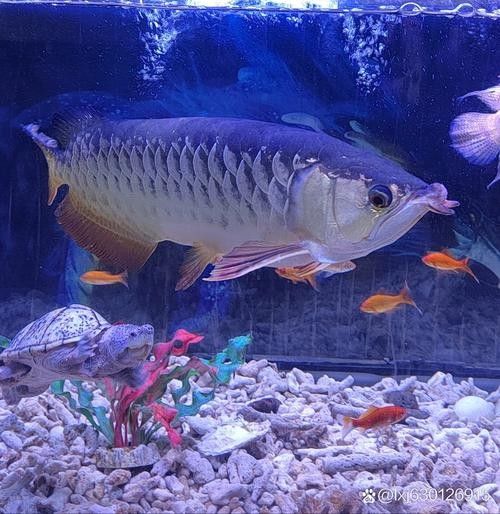 巴馬金龍魚（“巴馬金龍魚”和“金龍魚”有何區別巴馬油魚和金龍魚有何區別）