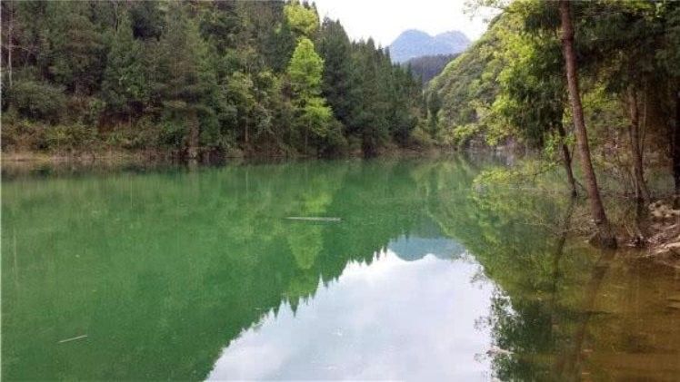 巴馬金龍魚（“巴馬金龍魚”和“金龍魚”有何區別巴馬油魚和金龍魚有何區別）