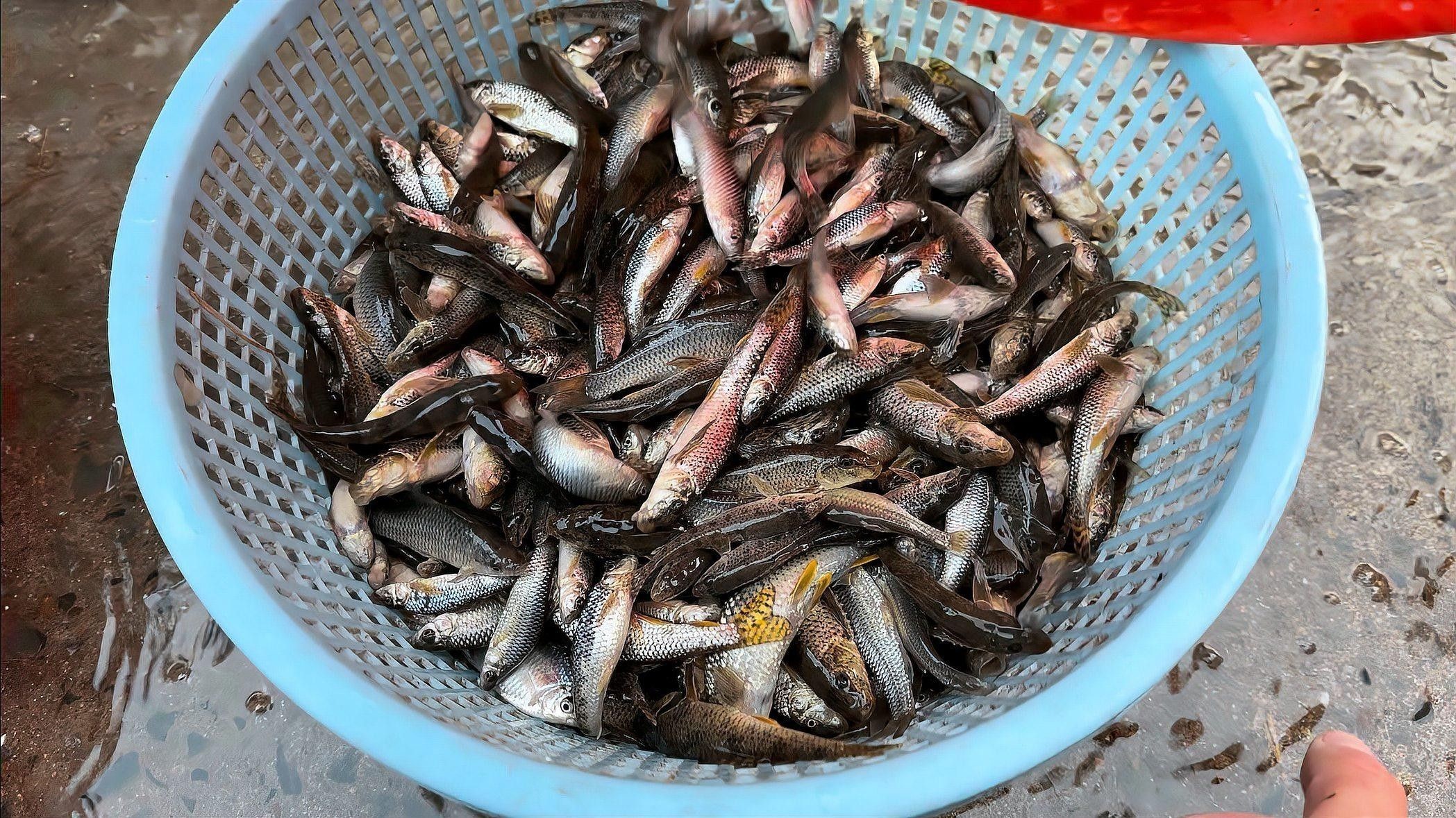 馬古龍魚有哪些品種？（馬古龍魚的最佳養殖環境是什么馬古龍魚可以劃分為多個品種）