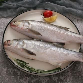 馬古龍魚有哪些品種？（馬古龍魚的最佳養殖環境是什么馬古龍魚可以劃分為多個品種）