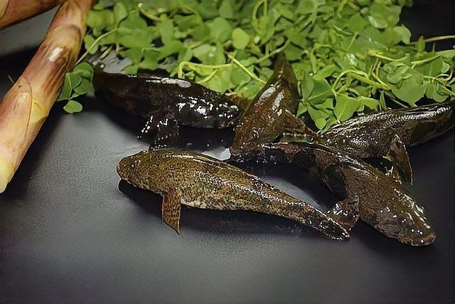馬古龍魚有哪些品種？（馬古龍魚的最佳養殖環境是什么馬古龍魚可以劃分為多個品種）