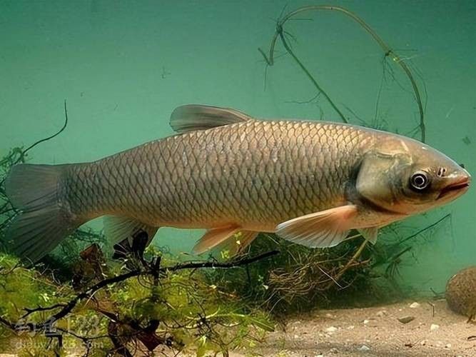青龍魚在不同環(huán)境下的圖片（青龍魚在不同環(huán)境下的形態(tài)下的適應(yīng)性及其生存策略）