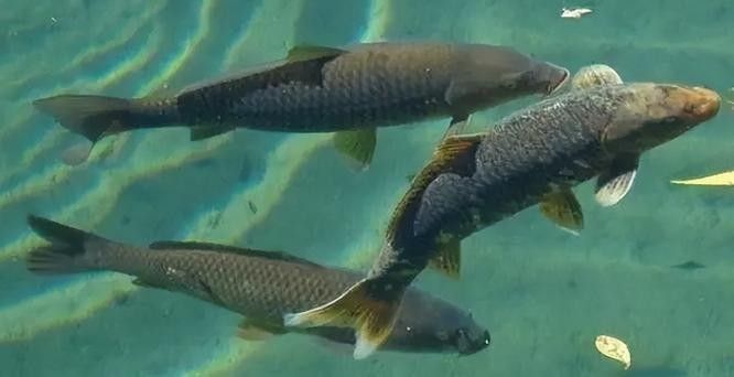 青龍魚在不同環(huán)境下的圖片（青龍魚在不同環(huán)境下的形態(tài)下的適應(yīng)性及其生存策略）
