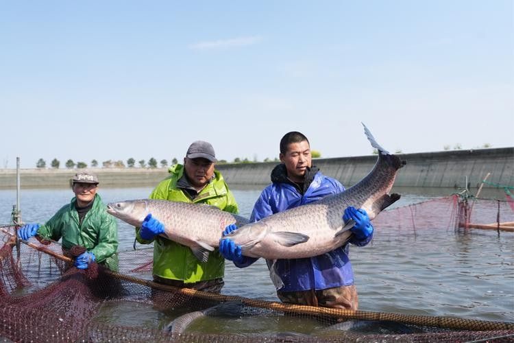 青龍魚在不同環(huán)境下的圖片（青龍魚在不同環(huán)境下的形態(tài)下的適應(yīng)性及其生存策略）