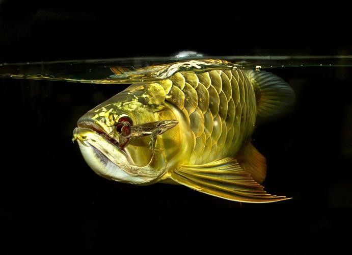 青龍魚在不同環(huán)境下的圖片（青龍魚在不同環(huán)境下的形態(tài)下的適應(yīng)性及其生存策略）