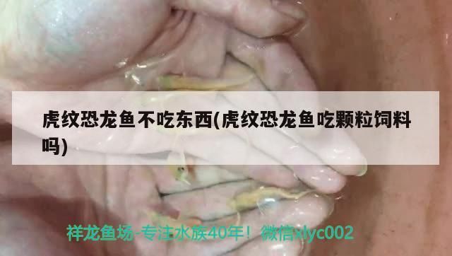 虎紋恐龍魚不吃東西(虎紋恐龍魚吃顆粒飼料嗎)