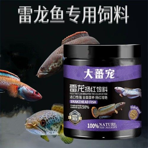 七彩雷龍魚混養需要注意什么（七彩雷龍魚混養全解析）