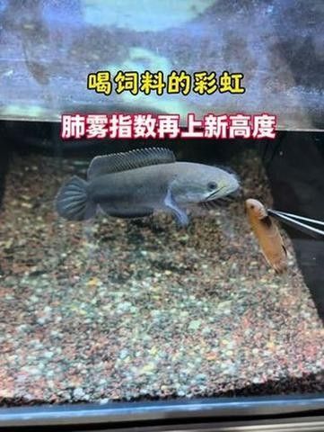 七彩雷龍魚混養需要注意什么（七彩雷龍魚混養全解析）