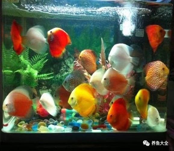 如何用鹽水給新魚消毒？（如何用鹽水給新魚消毒）