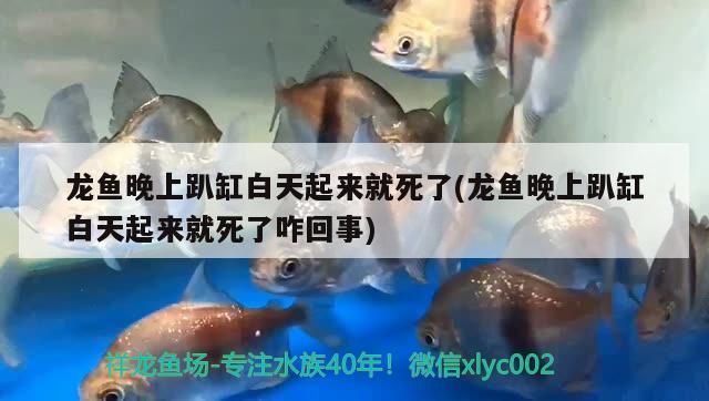 龍魚晚上趴缸白天起來就死了(龍魚晚上趴缸白天起來就死了咋回事)（龍魚晚上趴缸怎么辦）