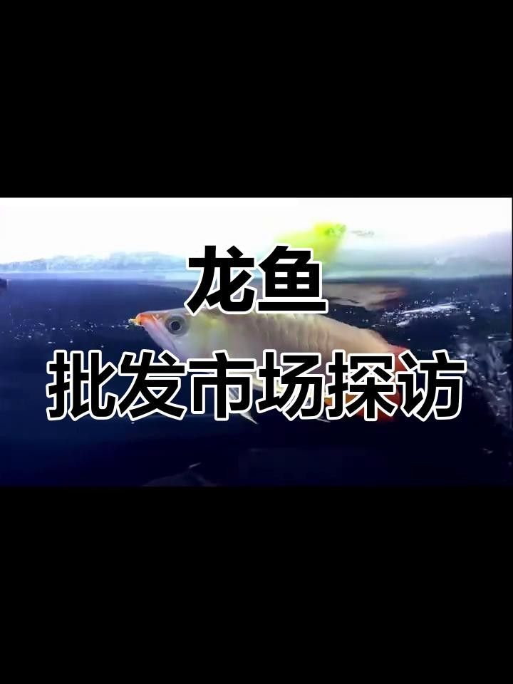 紅尾金龍魚多少錢一條（廣州百億城龍魚批發市場探秘紅金龍與藍底過背價格大揭秘）