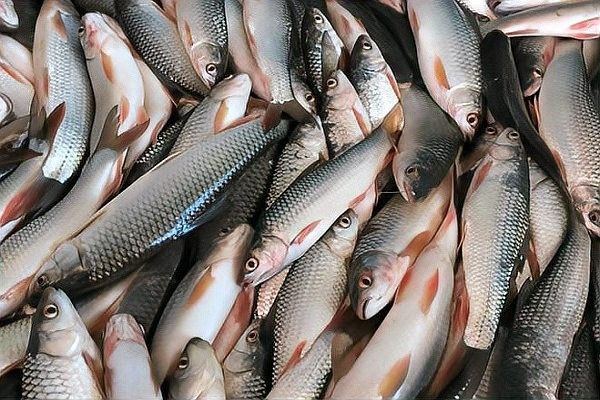 順德最出名三個魚（廣東順德魚類的名字叫順德魚生）
