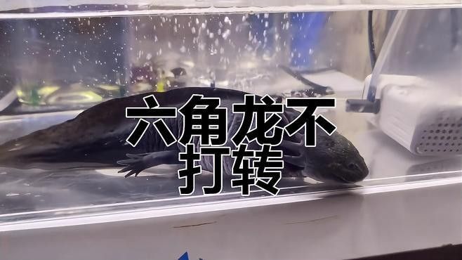 六角恐龍需要什么樣的過濾系統（六角恐龍的過濾系統）