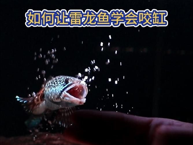 如何減少雷龍魚之間的攻擊（】水產(chǎn)養(yǎng)殖中常見疾病的預(yù)防與控制措施）