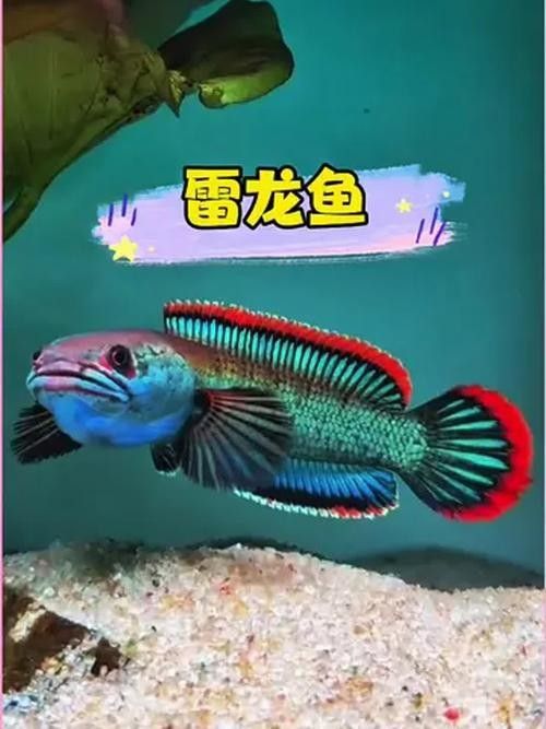 如何減少雷龍魚之間的攻擊（】水產(chǎn)養(yǎng)殖中常見疾病的預(yù)防與控制措施）