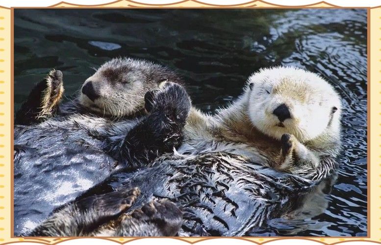 如何減少雷龍魚之間的攻擊（】水產(chǎn)養(yǎng)殖中常見疾病的預(yù)防與控制措施）