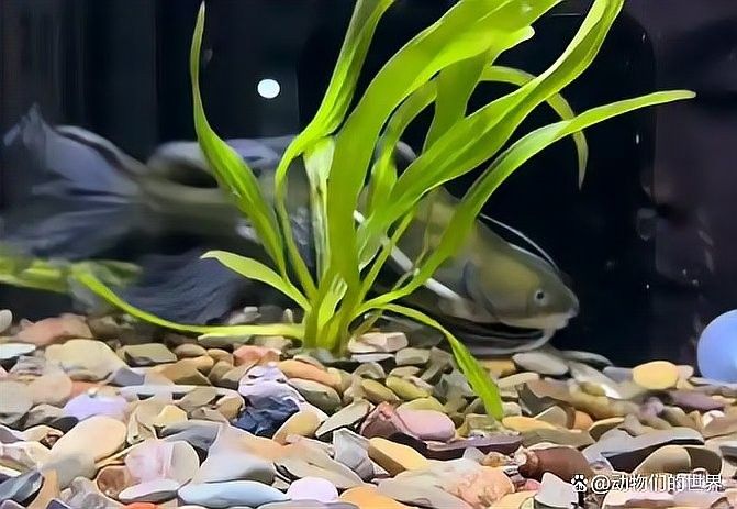 昂昂溪龍魚