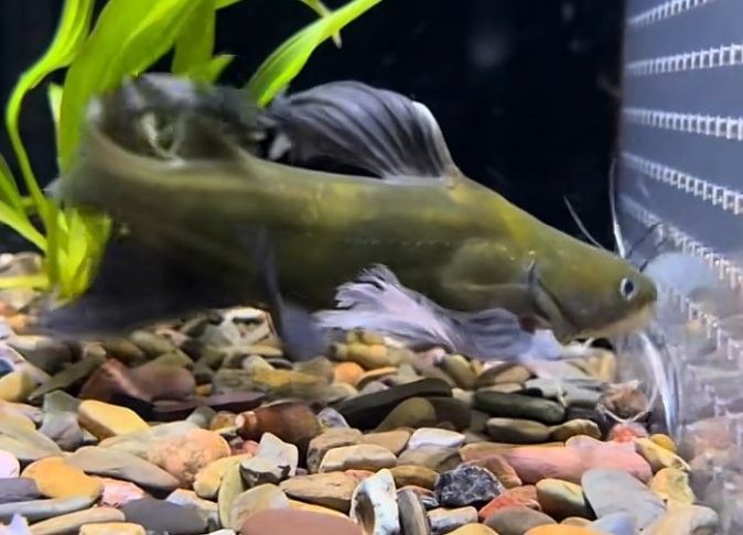 昂昂溪龍魚