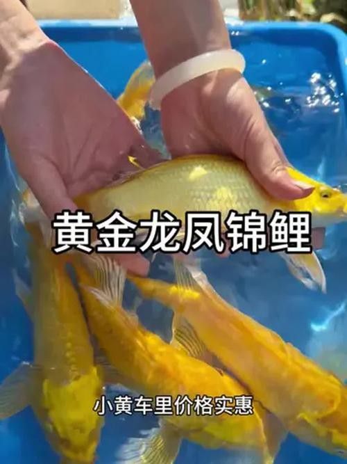 龍鳳錦鯉什么顏色最貴（什么顏色的龍鳳錦鯉比較貴？）