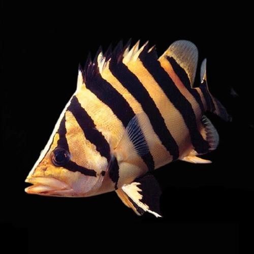 虎魚圖片及價格（虎魚圖片及價格及價格）