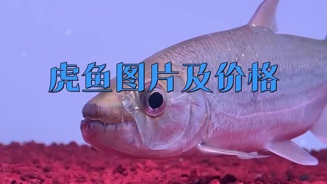 虎魚圖片及價格（虎魚圖片及價格及價格）