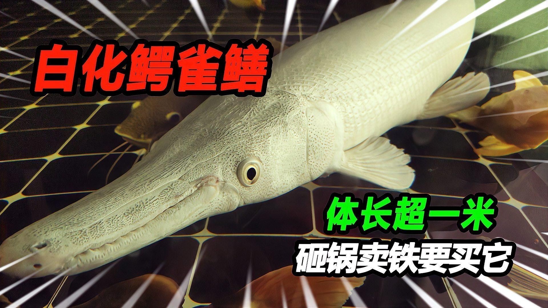 白化鱷雀鱔和普通鱷雀鱔有何區(qū)別