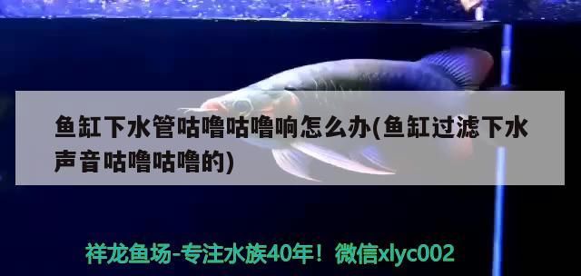 魚缸下水管咕嚕咕嚕響怎么辦(魚缸過濾下水聲音咕嚕咕嚕的)