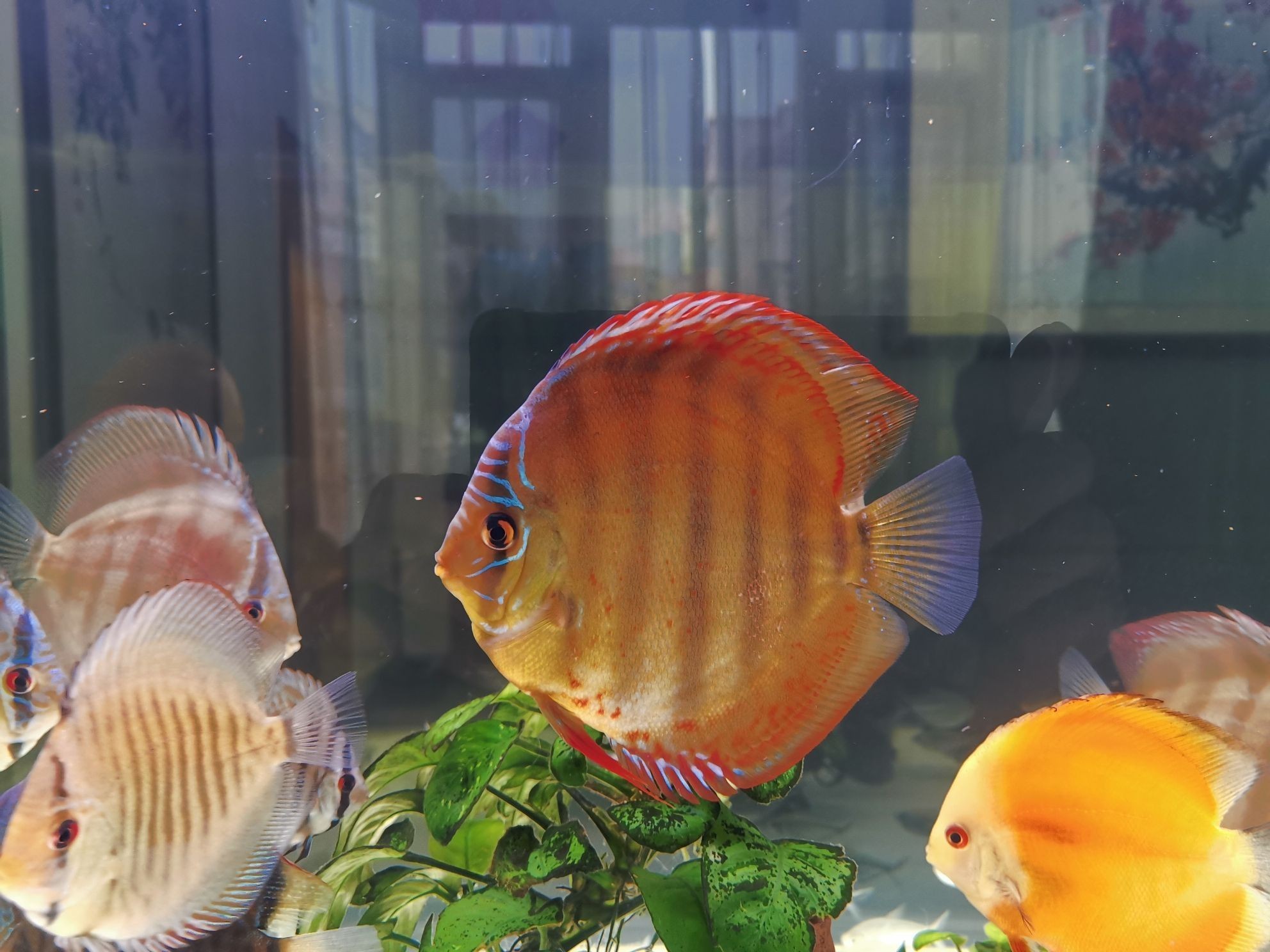 巢湖水族館打卡曬魚（合肥巢湖水族館打卡曬魚拍照發圖一起共賞水生生物）