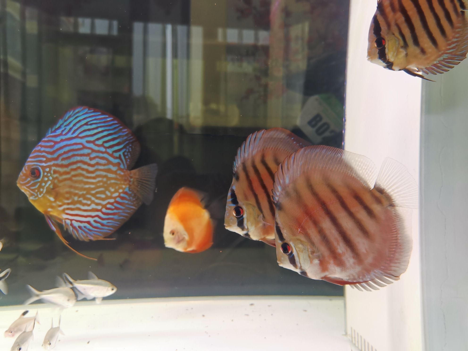 巢湖水族館打卡曬魚（合肥巢湖水族館打卡曬魚拍照發圖一起共賞水生生物）
