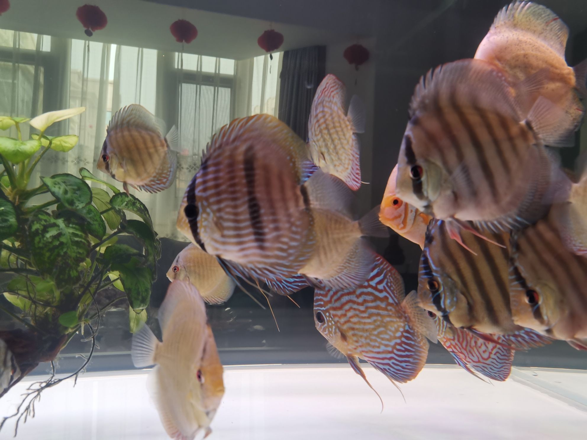 巢湖水族館打卡曬魚（合肥巢湖水族館打卡曬魚拍照發圖一起共賞水生生物）