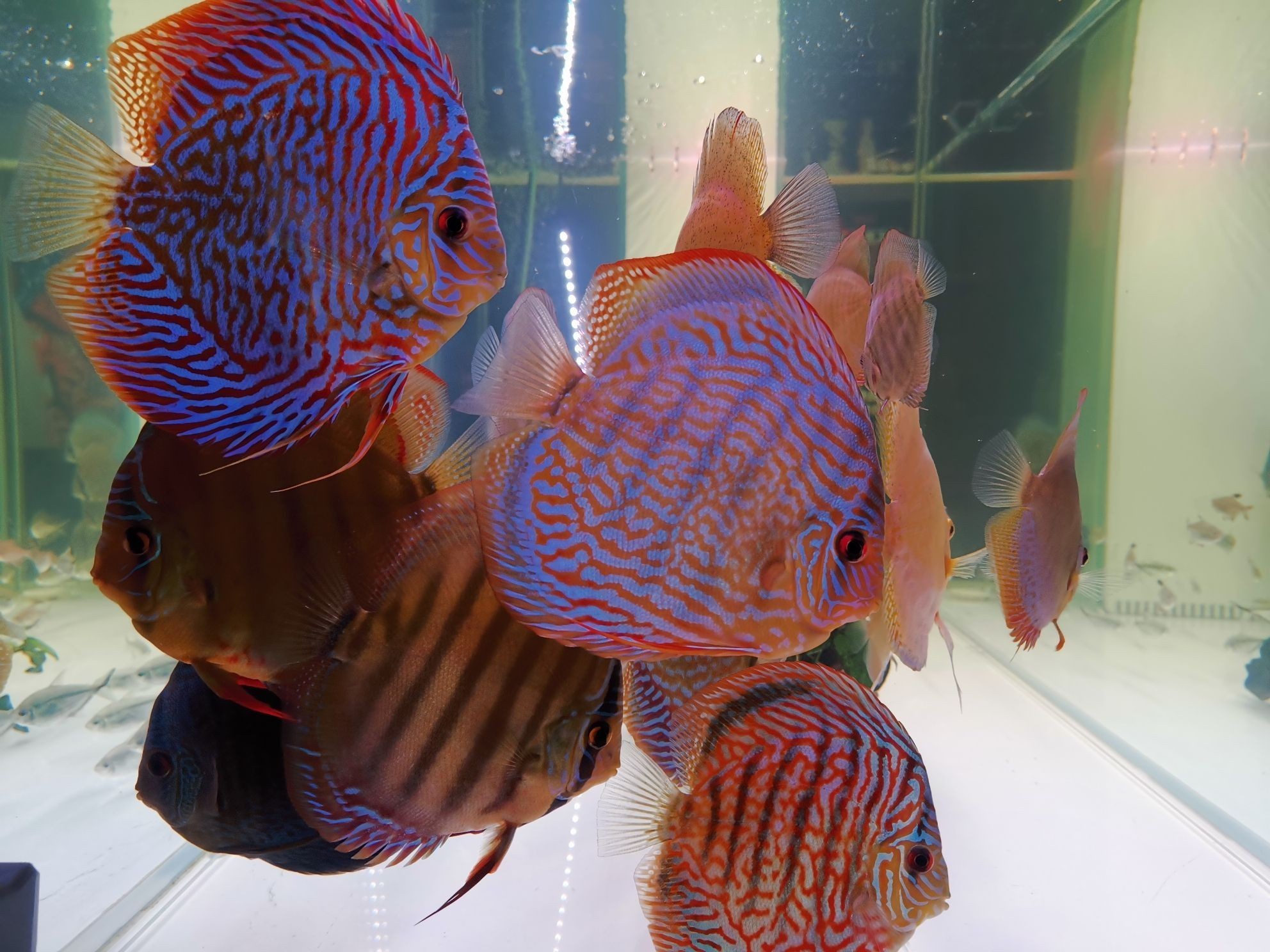 巢湖水族館打卡曬魚（合肥巢湖水族館打卡曬魚拍照發圖一起共賞水生生物）