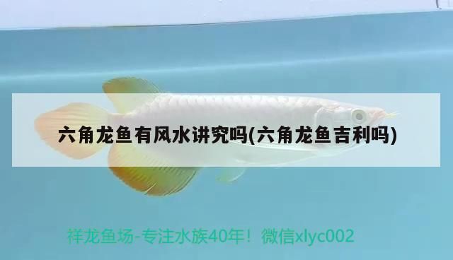 六角龍魚有風水講究嗎(六角龍魚<strong><mark>吉利</mark></strong>嗎)