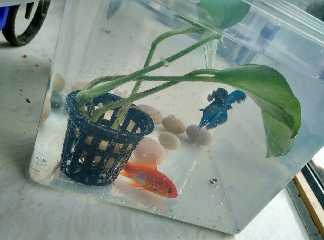 窮養(yǎng)魚斗魚龍巔（“窮養(yǎng)魚斗魚龍巔”如何培養(yǎng)和提升斗魚的競技水平）