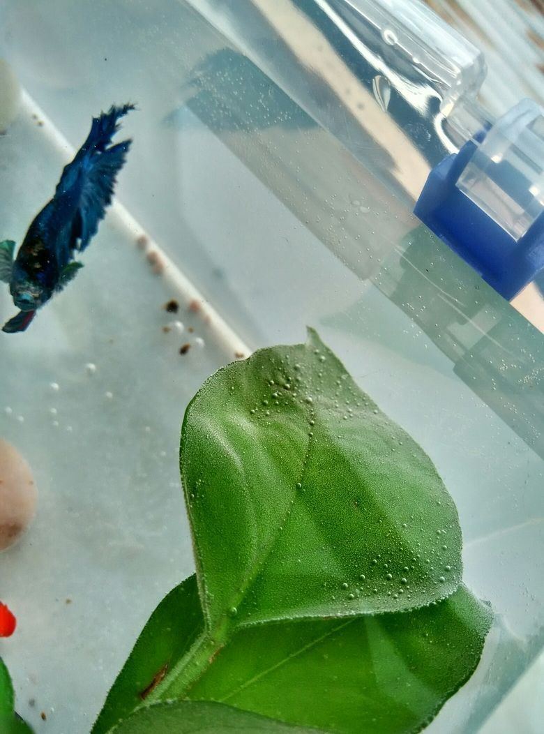 窮養(yǎng)魚斗魚龍巔（“窮養(yǎng)魚斗魚龍巔”如何培養(yǎng)和提升斗魚的競技水平）