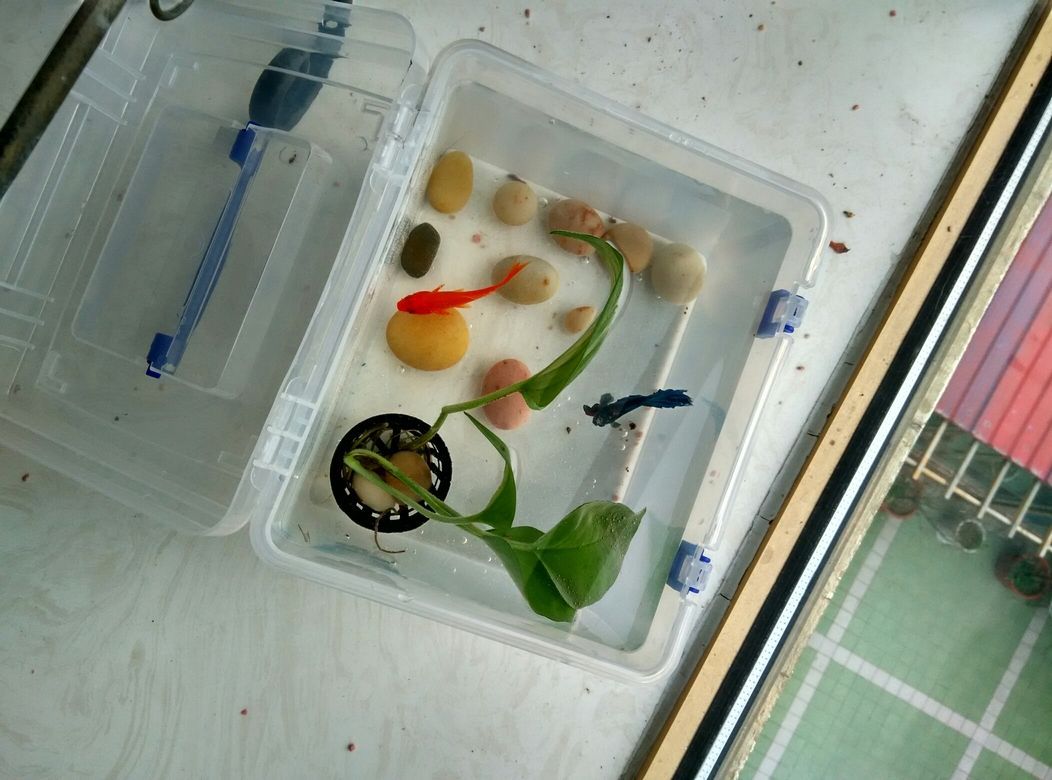 窮養(yǎng)魚斗魚龍巔（“窮養(yǎng)魚斗魚龍巔”如何培養(yǎng)和提升斗魚的競技水平）