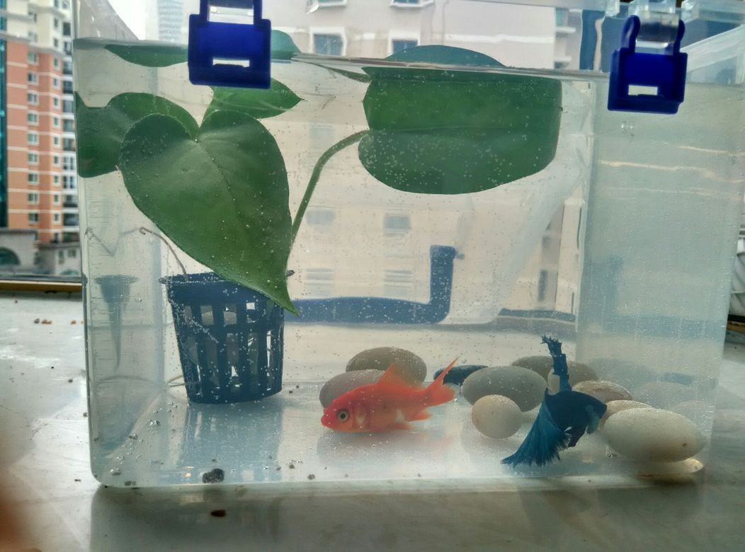 窮養(yǎng)魚斗魚龍巔（“窮養(yǎng)魚斗魚龍巔”如何培養(yǎng)和提升斗魚的競技水平）