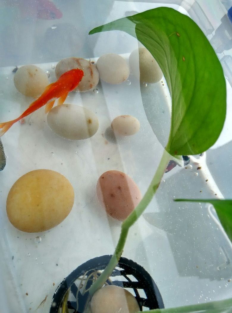 窮養(yǎng)魚斗魚龍巔（“窮養(yǎng)魚斗魚龍巔”如何培養(yǎng)和提升斗魚的競技水平）