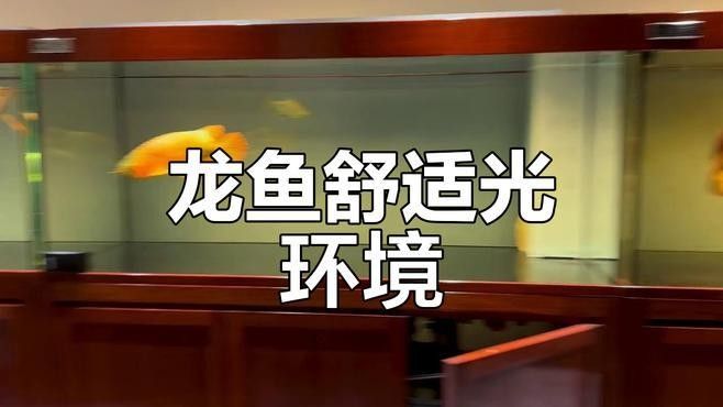 龍魚燈6700k是多少度（6700k龍魚燈有哪些品牌推薦？）