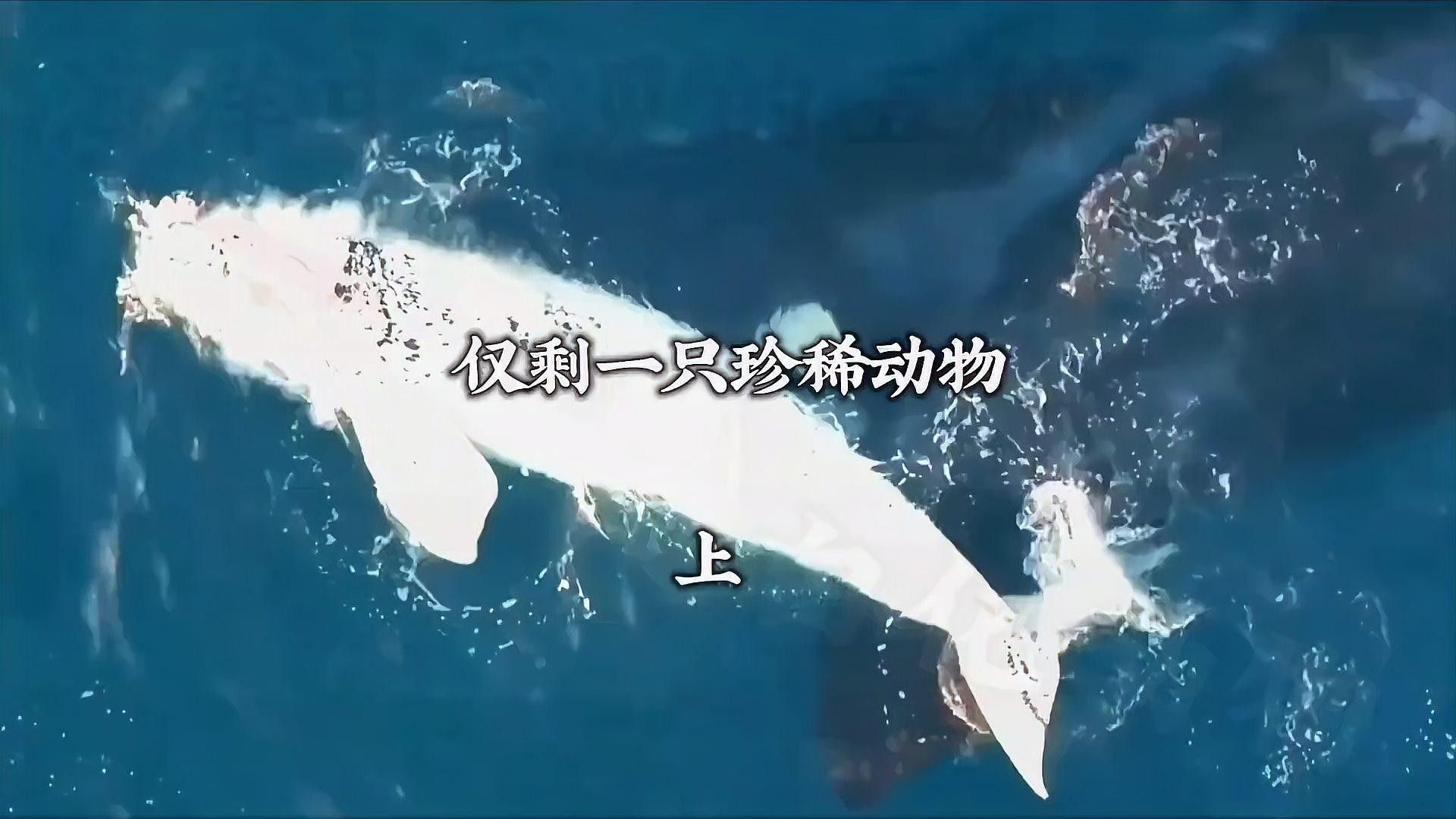 能提供更多稀有品種的價(jià)格信息嗎（全球各類(lèi)稀有品種價(jià)格信息匯總）