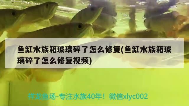 西寧水族批發市場有哪些？（西寧水族市場在哪里）